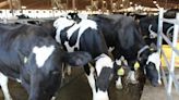 Louisiana takes protective measures for dairy producers, consumers amid emerging cattle disease