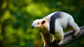 TikTok Viewers Are Fascinated by San Antonio Aquarium's Resident Tamandua