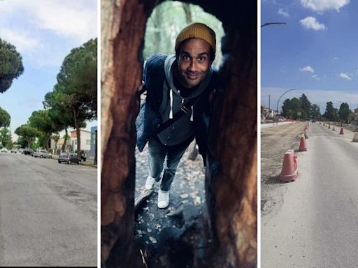 ‘I wish it would still be there when I get home’: The heartbreak of losing a neighbourhood tree