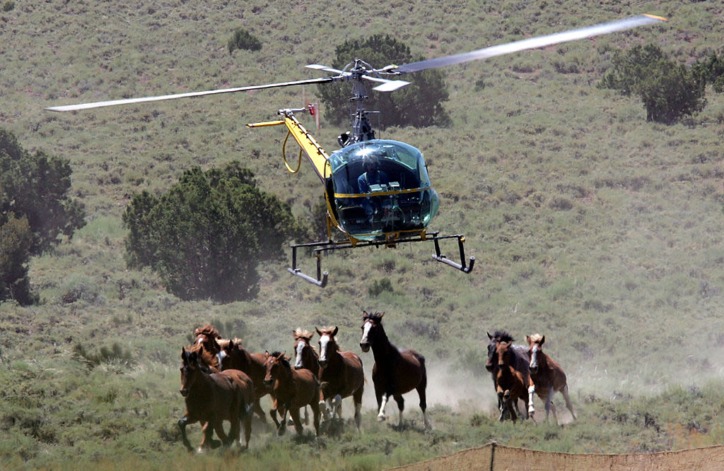 The Stealth Lobbying Cause You’ve Never Heard Of: Wild Horses