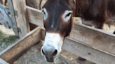 Donkey 'Steals' New Calf As His Baby & Immediately Goes Into Dad Mode