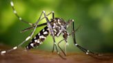 Mosquito tigre: cómo distinguirlo y consejos para evitarlo