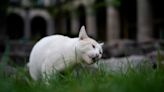 A new declaration in Mexico gives 19 cats roaming the presidential palace food and care fur-ever