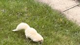 Rare albino skunk captures attention of Bexley community