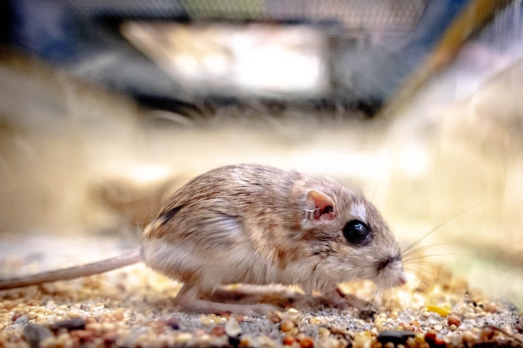 Agreement calls for 400-acre habitat to protect imperiled Santa Ana sucker fish, kangaroo rat