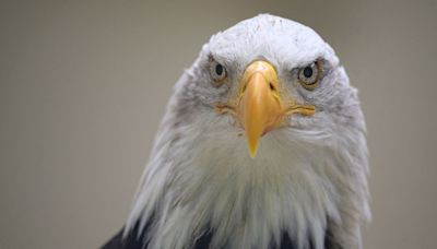 'Religious eagles are after me – they smashed my Tesla with their scaly mates'