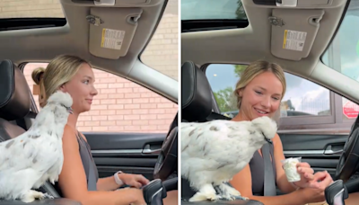 Woman takes her chicken to Starbucks for a "cluck cup" in hilarious clip