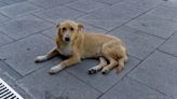 Neighborhood Dog Dragged Away by Animal Control in Arizona