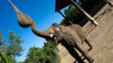 Columbus Zoo welcomes ‘Johnson,’ an Asian elephant from Canada