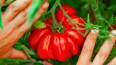 Get bigger tomato crops by making ‘cost-effective’ homemade fertiliser