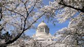 It’s almost peak cherry blossom season. Here’s where you can view, photograph them in Olympia