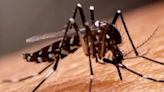 Por qué el dengue y el Chikungunya continúan siendo un desafío para Sudamérica aún en invierno