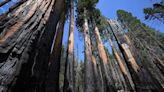 Ancient trees unlock an alarming new insight into our warming world