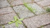 Patio weeds will die the same day when ditching vinegar for better alternative