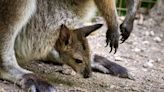 Meet the Pittsburgh Zoo's newest bouncing baby: A wallaby joey