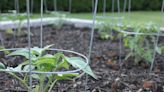 How Far Apart Should You Plant Tomatoes in Your Garden?