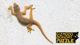 Gizmodo Monday Puzzle: Help the Gecko Find a Shortcut