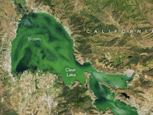 California's Clear Lake turned cloudy green in NASA image