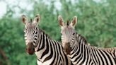 Drinkers adopt 'zebra striping' trick with multiple health benefits