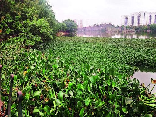 Lake- despair: Hyacinth blooms, but all else chokes