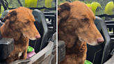 Dog's face at being taken camping in the rain says it all: "depressed"