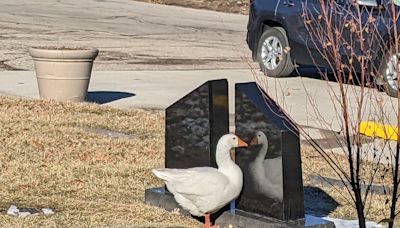 How a catchy personal ad helped two widowed Iowa geese find new love in a cemetery