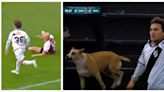 Video: se cayó el marcador, metió un gol y en el festejo lo corrió un perro