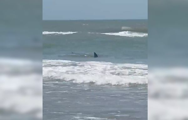 Shark believed to have injured 4 people in waters off South Padre Island on Fourth of July