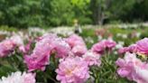 Peony garden at peak bloom on University of Michigan's campus