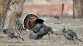 What hunters should know for the spring turkey hunt - The Times-Independent