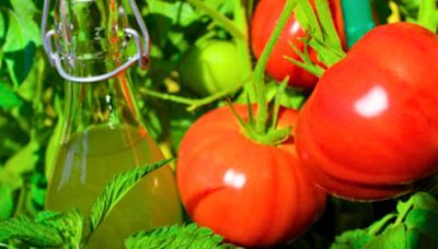 Tomatoes will grow bigger and juicier if fed one-ingredient homemade fertiliser