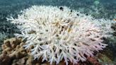 Scientists scramble for fixes as warming decimates the world's coral