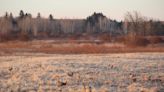 A massive proposed Wisconsin solar farm could wreak havoc on threatened prairie chickens