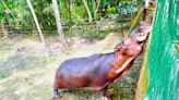 Adiós a la hipopótama ‘reina’ de la Hacienda Nápoles: murió Vanessa tras un largo tratamiento