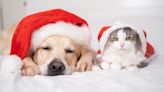 Holiday pet dangers: Keep your furry friends safe this season
