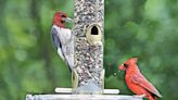 Why wild bird lovers should choose top-of-the-crop natural feed - Akron.com