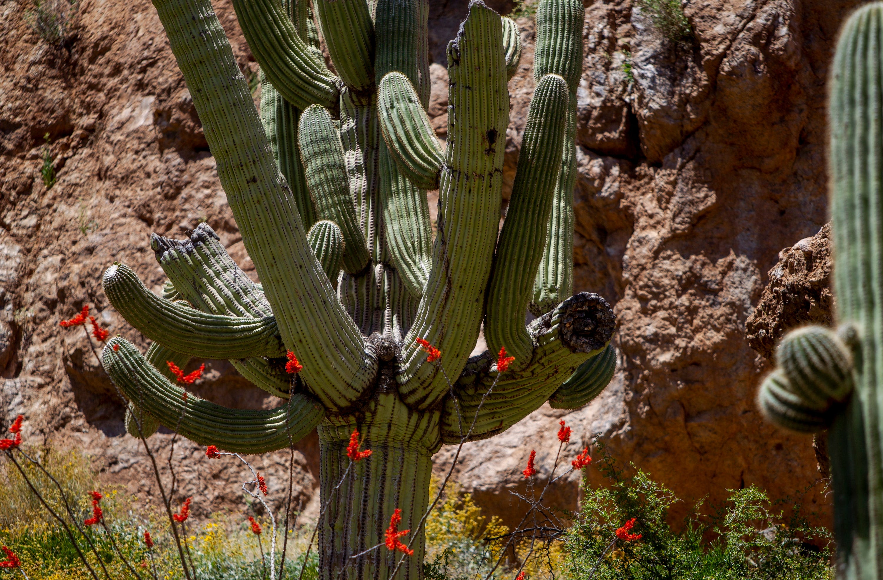 These iconic Arizona cactuses are in bloom. Here's how to see the rare blossoms