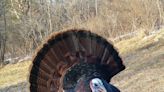 An old tom leaves turkey hunters empty-handed again: Outdoors column