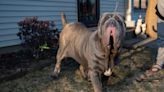Rockford woman will show her prized Neapolitan Mastiff at Westminster