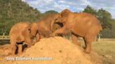 Watch: Elephant cops stinking rebuke during rumble in the dirt