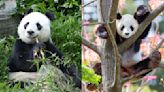 阿得雷德動物園2隻大貓熊有望續留 澳中關係回穩跡象+1