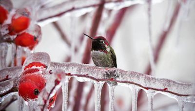 Do Hummingbirds Migrate? Where Do They Go In the Winter?