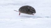 ‘Teaming With Microbes’ podcast: All about voles