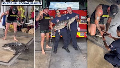 'Blue Collar Brawler' traps alligator inside Jacksonville Fire Station