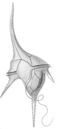 Dinoflagellate