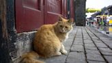 1,000 cats rescued in China from being slaughtered and sold as pork, mutton