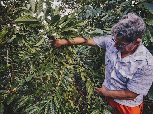 Brasil tem vantagem em relação a países vizinhos para desenvolver bioeconomia na Amazônia, segundo BID; saiba quais