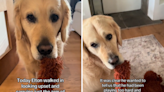 Golden retriever begs for help with "sad eyes" after ripping favorite toy