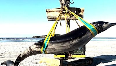 RAW VIDEO: World's Rarest Whale Found Washed Up On New Zealand Beach