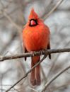 Northern cardinal